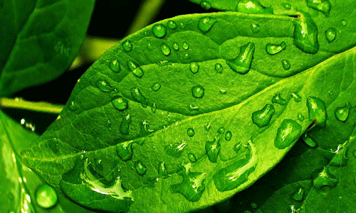 Leaf with Water